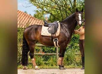 Österreichisches Warmblut, Wallach, 13 Jahre, 166 cm, Brauner