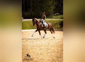Österreichisches Warmblut, Wallach, 13 Jahre, 171 cm, Dunkelfuchs