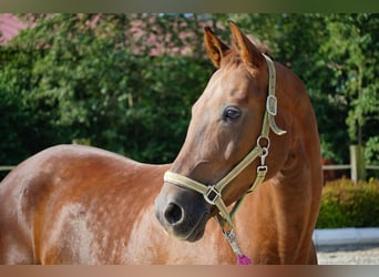 Österreichisches Warmblut, Wallach, 13 Jahre, 171 cm, Dunkelfuchs