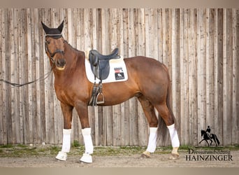 Österreichisches Warmblut, Wallach, 13 Jahre, 171 cm, Dunkelfuchs