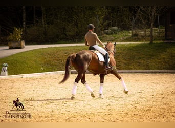 Österreichisches Warmblut, Wallach, 13 Jahre, 171 cm, Dunkelfuchs