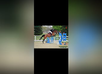 Österreichisches Warmblut, Wallach, 13 Jahre, 173 cm, Brauner