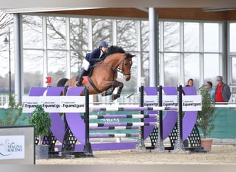 Österreichisches Warmblut, Wallach, 13 Jahre, Brauner