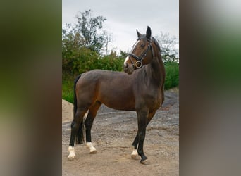 Österreichisches Warmblut, Wallach, 14 Jahre, 165 cm, Schwarzbrauner