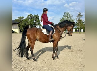 Österreichisches Warmblut, Wallach, 14 Jahre, 170 cm, Brauner