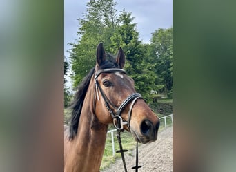 Österreichisches Warmblut, Wallach, 14 Jahre, 170 cm, Brauner