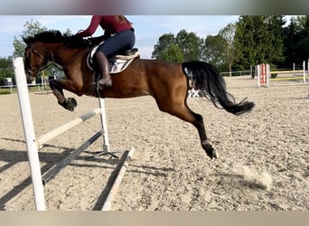 Österreichisches Warmblut, Wallach, 14 Jahre, 170 cm, Brauner