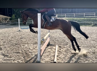 Österreichisches Warmblut, Wallach, 14 Jahre, 170 cm, Brauner