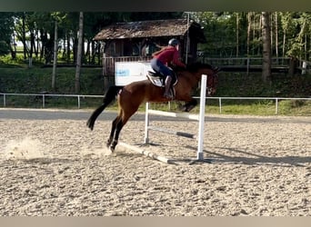 Österreichisches Warmblut, Wallach, 14 Jahre, 170 cm, Brauner