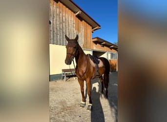 Österreichisches Warmblut, Wallach, 14 Jahre, 172 cm, Fuchs