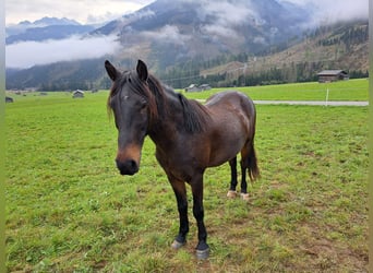 Österreichisches Warmblut, Wallach, 15 Jahre, 145 cm