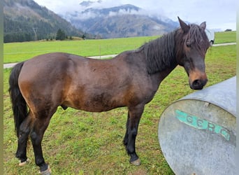 Österreichisches Warmblut, Wallach, 15 Jahre, 145 cm