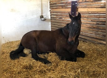 Österreichisches Warmblut, Wallach, 15 Jahre, 173 cm