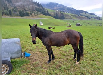 Österreichisches Warmblut, Wallach, 16 Jahre, 145 cm
