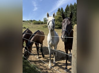 Österreichisches Warmblut, Wallach, 16 Jahre, 173 cm, Schimmel