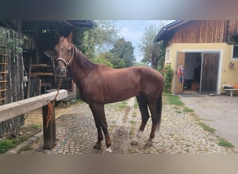 Österreichisches Warmblut, Wallach, 16 Jahre, 174 cm, Fuchs
