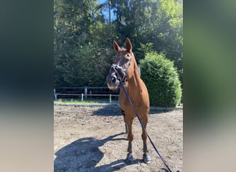 Österreichisches Warmblut, Wallach, 16 Jahre, 180 cm, Dunkelfuchs