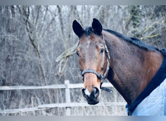 Österreichisches Warmblut, Wallach, 16 Jahre, 182 cm, Brauner