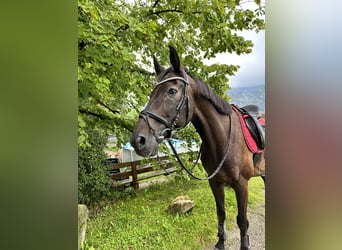 Österreichisches Warmblut, Wallach, 18 Jahre, 164 cm, Rappe