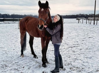 Österreichisches Warmblut, Wallach, 19 Jahre, Brauner