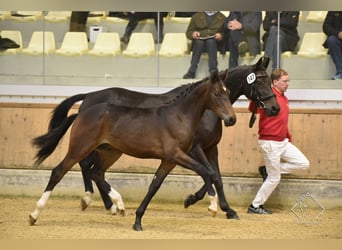 Österreichisches Warmblut, Wallach, 1 Jahr, Brauner