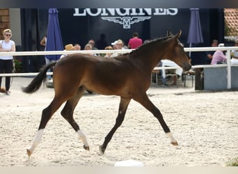 Österreichisches Warmblut, Wallach, 1 Jahr, Brauner