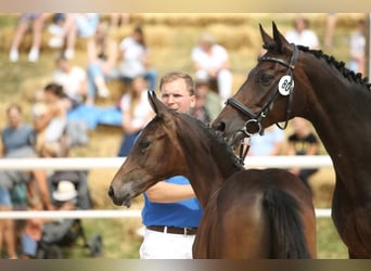 Österreichisches Warmblut, Wallach, 1 Jahr, Brauner