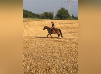 Österreichisches Warmblut, Wallach, 20 Jahre, 160 cm, Fuchs