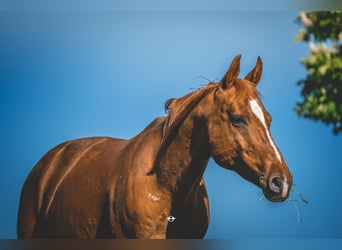 Österreichisches Warmblut, Wallach, 20 Jahre, 160 cm, Fuchs