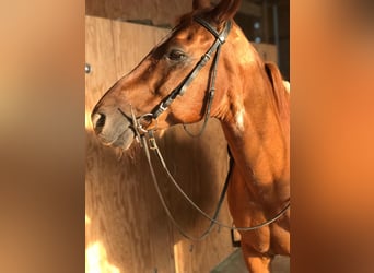 Österreichisches Warmblut, Wallach, 20 Jahre, 160 cm, Fuchs