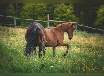 Österreichisches Warmblut, Wallach, 20 Jahre, 160 cm, Fuchs