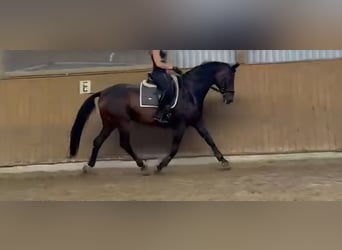 Österreichisches Warmblut, Wallach, 20 Jahre, 166 cm, Brauner