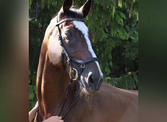 Österreichisches Warmblut, Wallach, 21 Jahre, 170 cm, Brauner