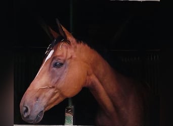 Österreichisches Warmblut, Wallach, 21 Jahre, 172 cm