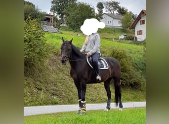 Österreichisches Warmblut Mix, Wallach, 21 Jahre