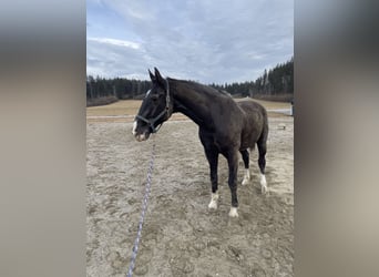 Österreichisches Warmblut, Wallach, 22 Jahre, 178 cm, Rappe