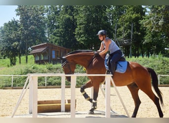 Österreichisches Warmblut, Wallach, 23 Jahre, 178 cm, Brauner