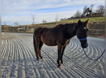 Österreichisches Warmblut, Wallach, 26 Jahre, 170 cm, Rappe