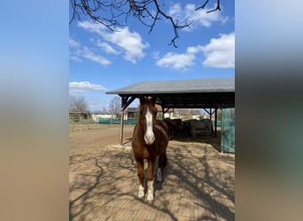 Österreichisches Warmblut, Wallach, 28 Jahre, 160 cm, Fuchs