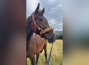 Österreichisches Warmblut, Wallach, 2 Jahre, 165 cm, Dunkelbrauner