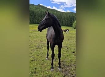Österreichisches Warmblut, Wallach, 2 Jahre, 165 cm, Rappe