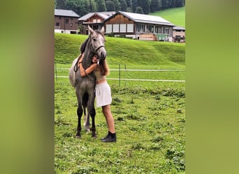 Österreichisches Warmblut, Wallach, 2 Jahre, 170 cm, Apfelschimmel