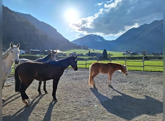Österreichisches Warmblut, Wallach, 2 Jahre, 170 cm, Apfelschimmel