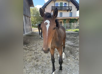 Österreichisches Warmblut, Wallach, 2 Jahre, 175 cm, Brauner