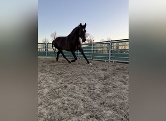 Österreichisches Warmblut Mix, Wallach, 3 Jahre, 160 cm