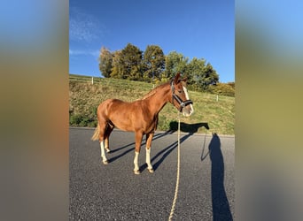 Österreichisches Warmblut, Wallach, 3 Jahre, 160 cm, Fuchs