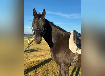 Österreichisches Warmblut, Wallach, 3 Jahre, 163 cm