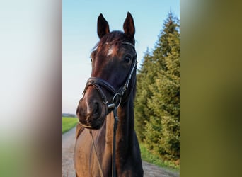 Österreichisches Warmblut, Wallach, 3 Jahre, 167 cm, Dunkelbrauner