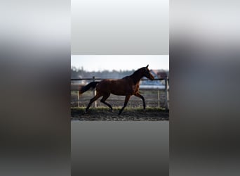 Österreichisches Warmblut, Wallach, 3 Jahre, 168 cm, Brauner