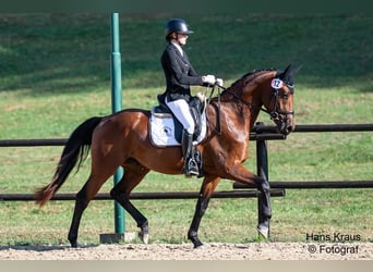 Österreichisches Warmblut, Wallach, 3 Jahre, 168 cm, Brauner